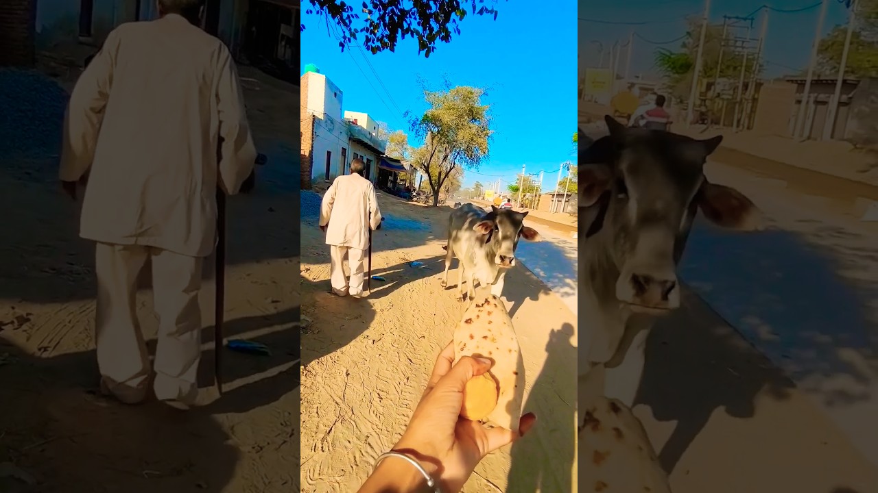 प्यारी बछिया #cow #shortsfeed #cows #shortvideo #gaumata #ytshorts #cowvideos #shorts #cowvideo #yt