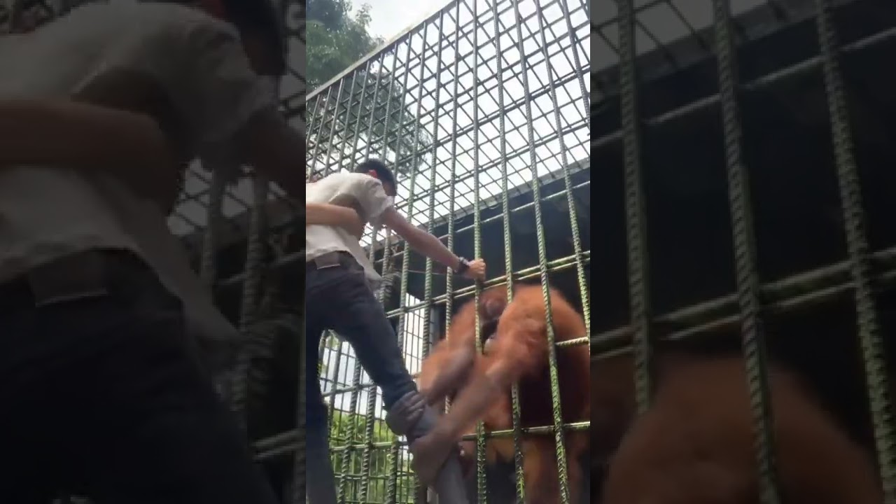 Is it dangerous or an attempt to be free | CIC News