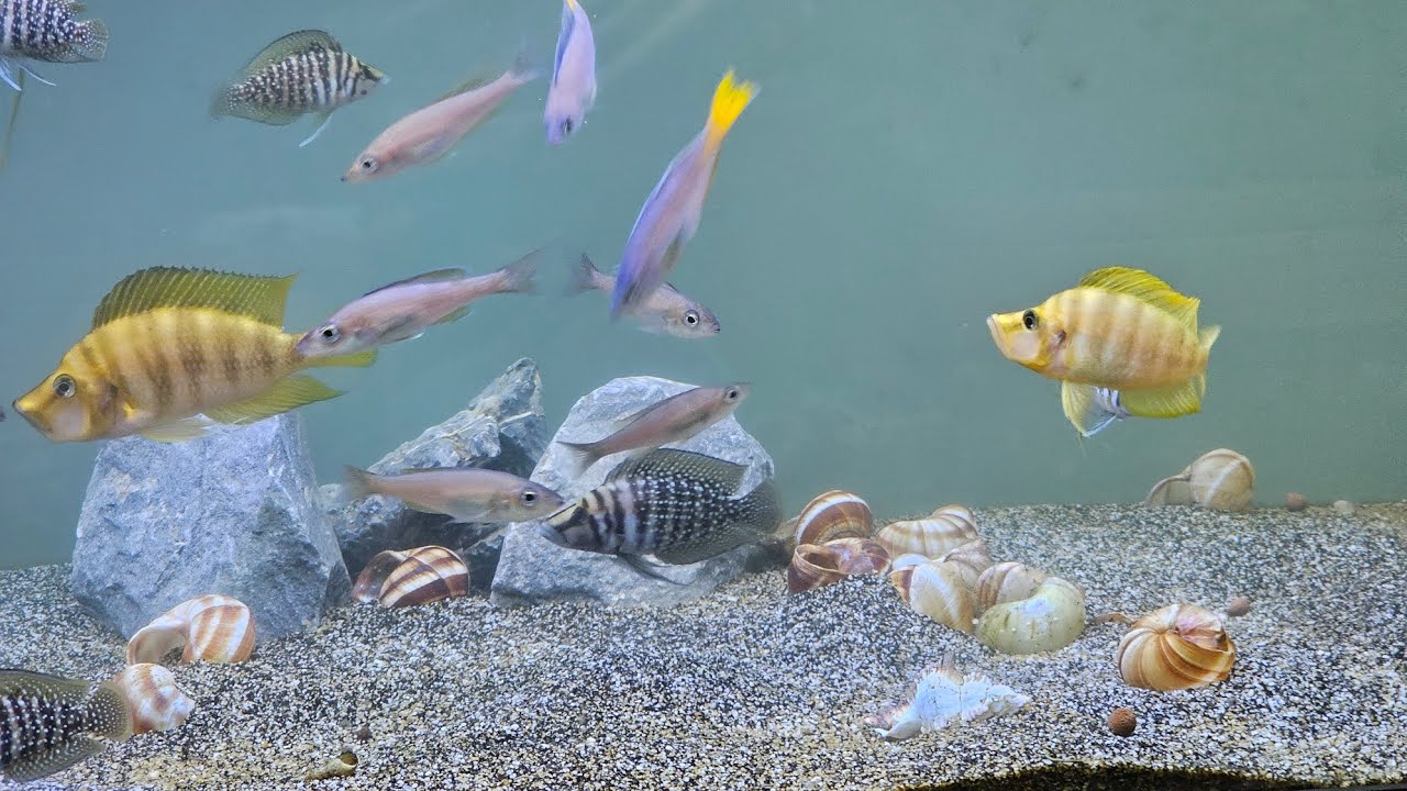 Altolamprologus compressiceps размножаются и мальки