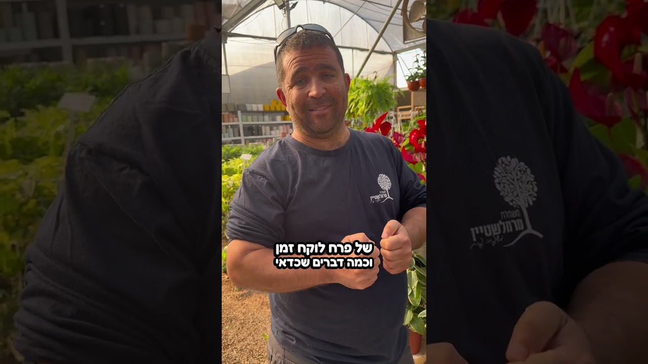 אנטוריום 2026: צבעים חדשים, אפס מאמץ ו-100% המצאה מפריחות ארוכות ויפות