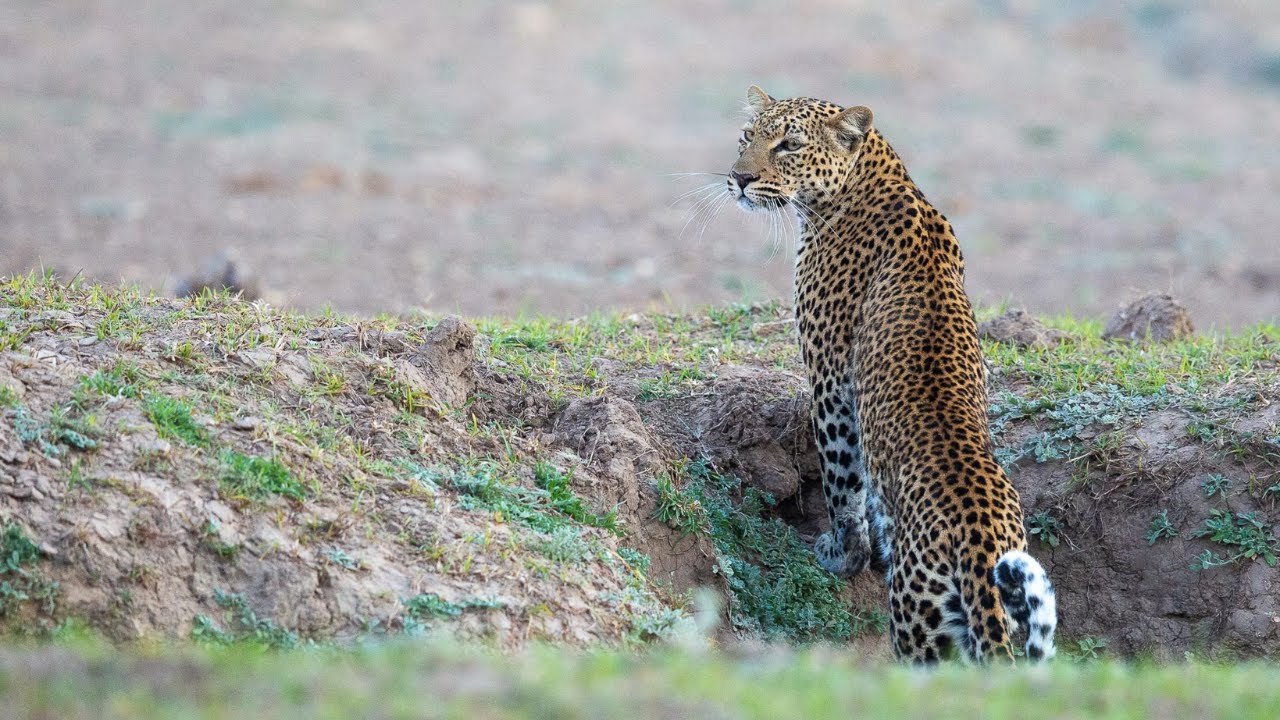 Kaingo The Camp of the  Leopard