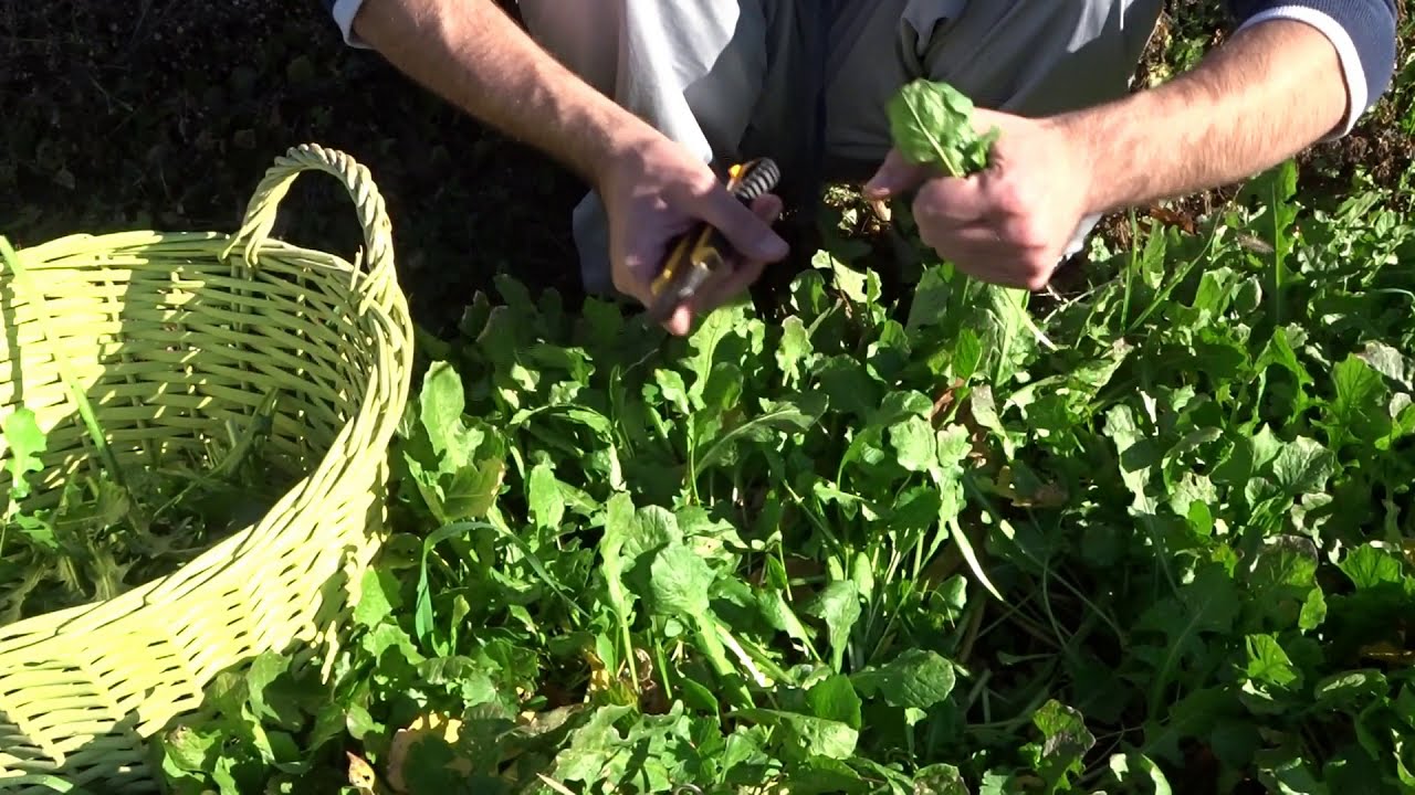 Raccolgo le erbe spontanee commestibili del campo