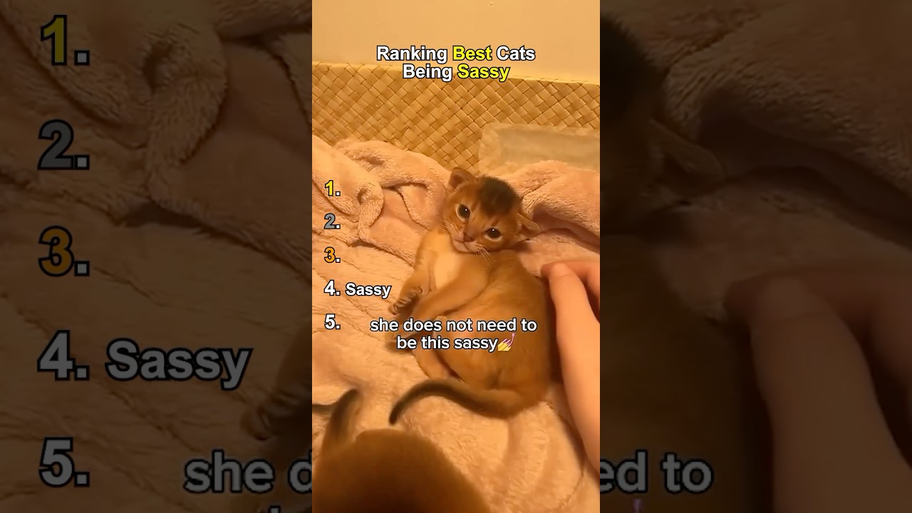 Ranking Best Cats Being Sassy 💅