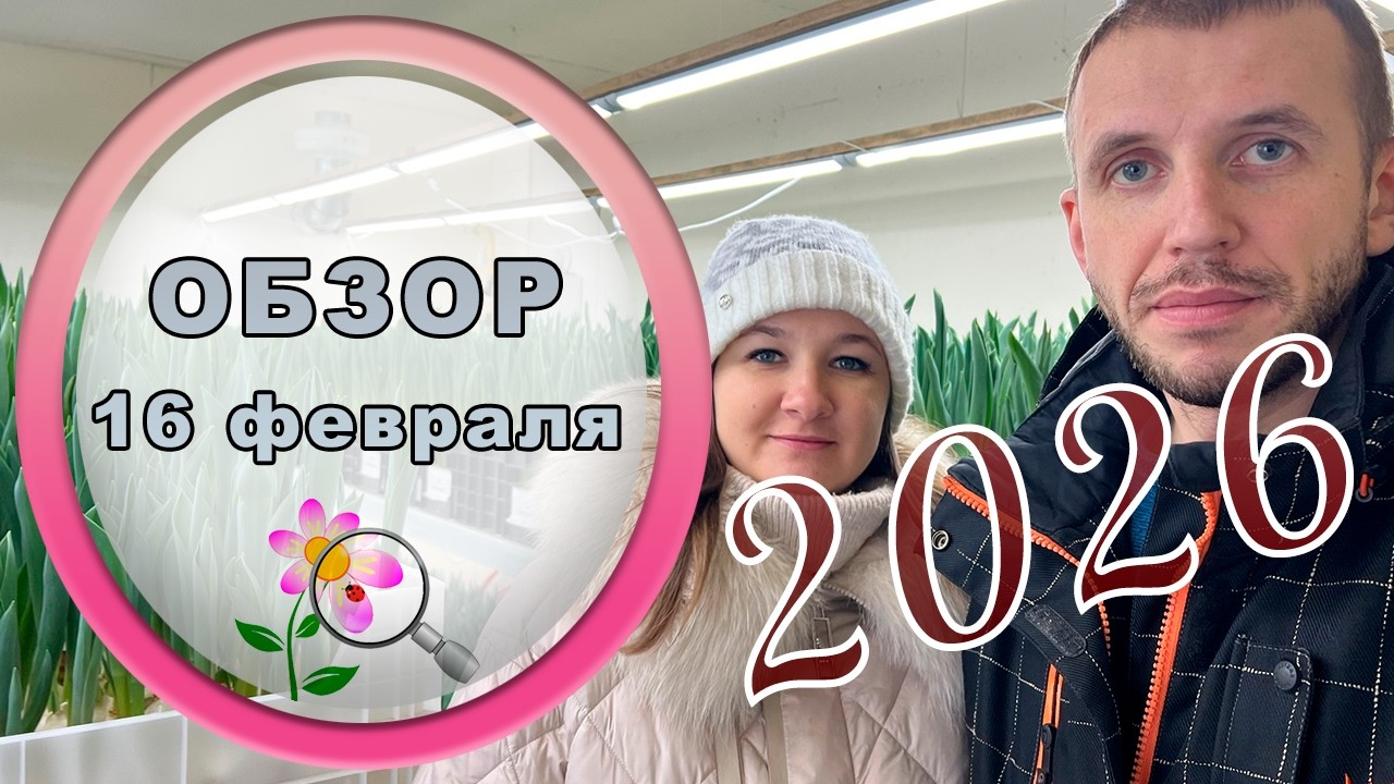 🔎 Обзор выгонки тюльпанов 16 февраля // 2026