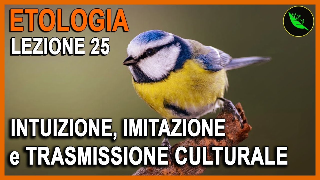 APPRENDIMENTO PER INTUIZIONE , IMITAZIONE e TRASMISSIONE CULTURALE  -Etologia Lezione 25