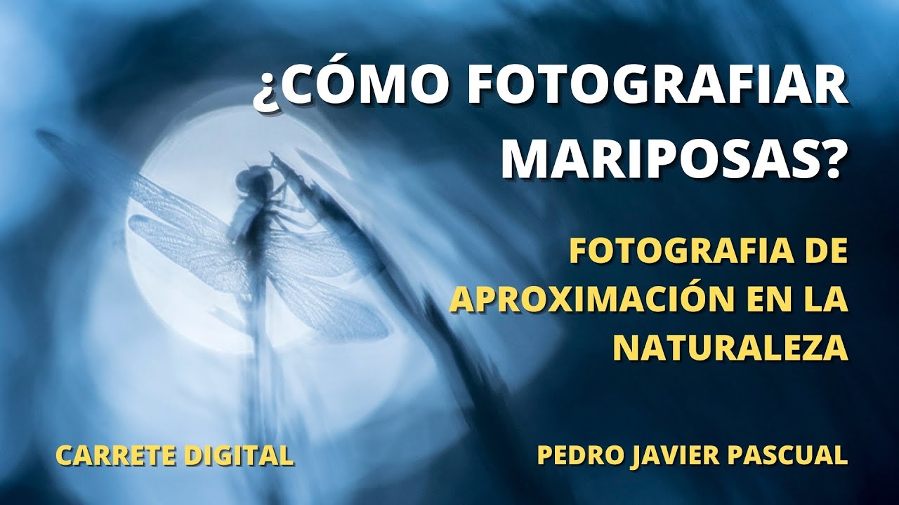 Cómo fotografiar mariposas