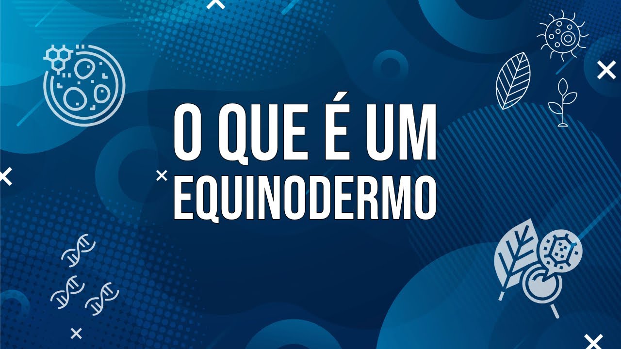 O que é um Equinodermo? (Estrela-do-mar)