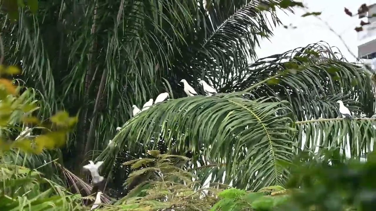 pied Imperial pigeons 斑皇鸠