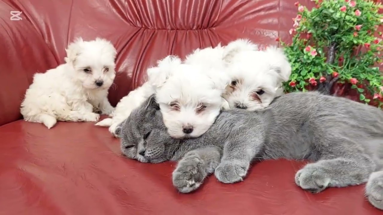 Sad kitten becomes happy after meeting these puppies