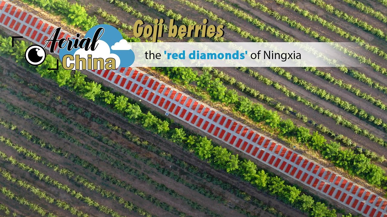 Aerial China: Goji berries, the 'red diamonds' of Ningxia
