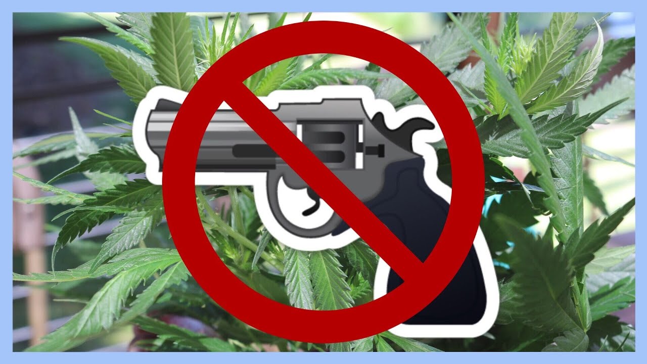 Cannabis Patients Denied Guns!! | NewsNug recap | CoralReefer