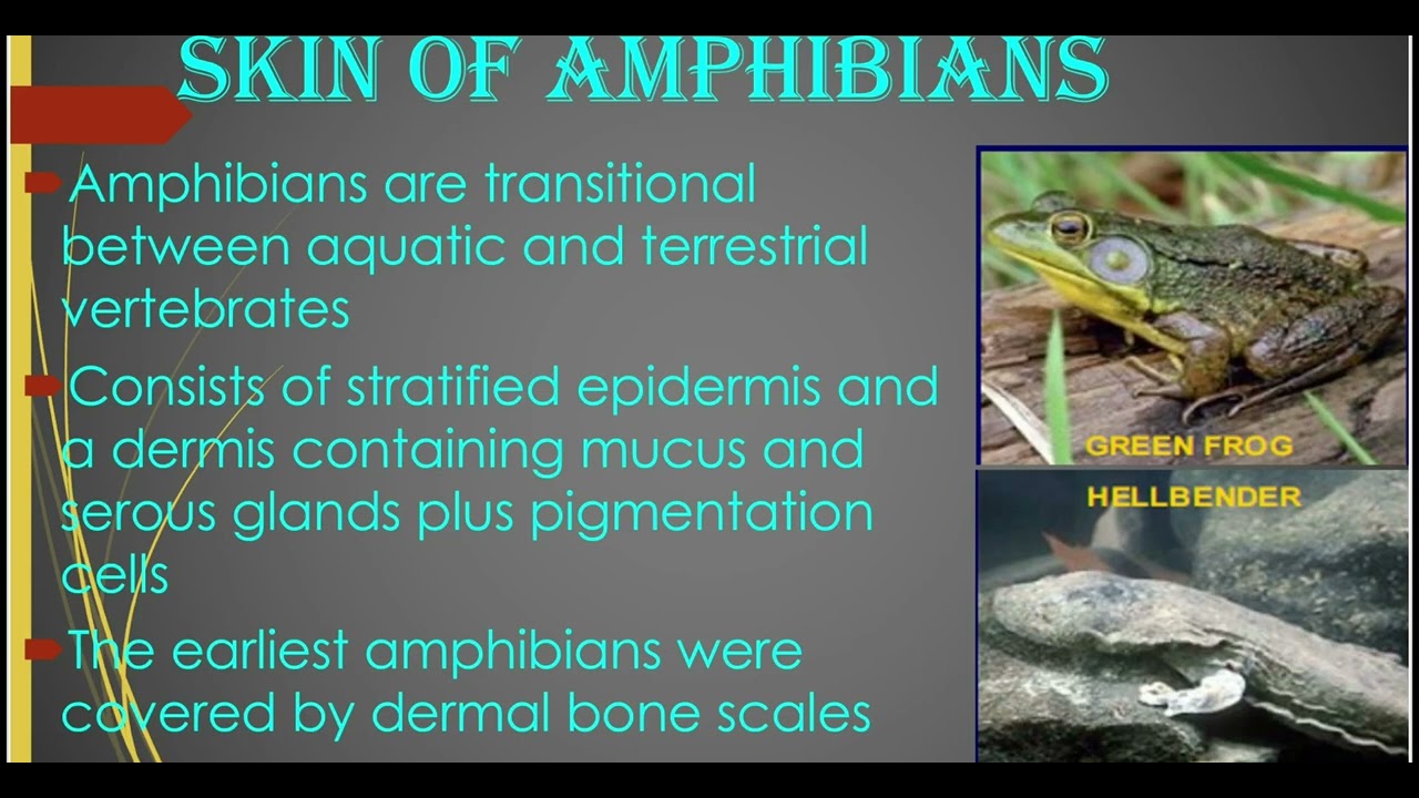 Part 2- ComparativeAnatomy of vertebrates' integumentary