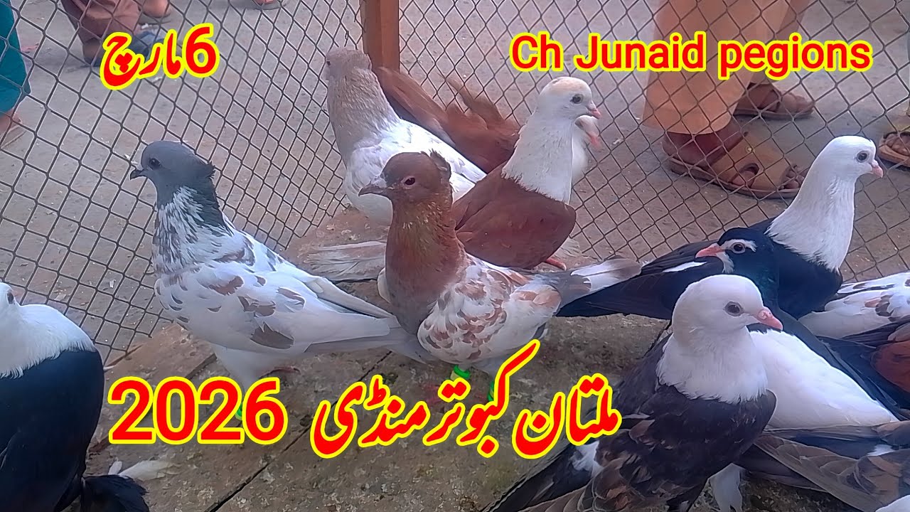 Multan kabutar mandi| kabutar mandi 2026 multan| Ch Junaid pegions| Gola kabutar mandi| kabootar | 