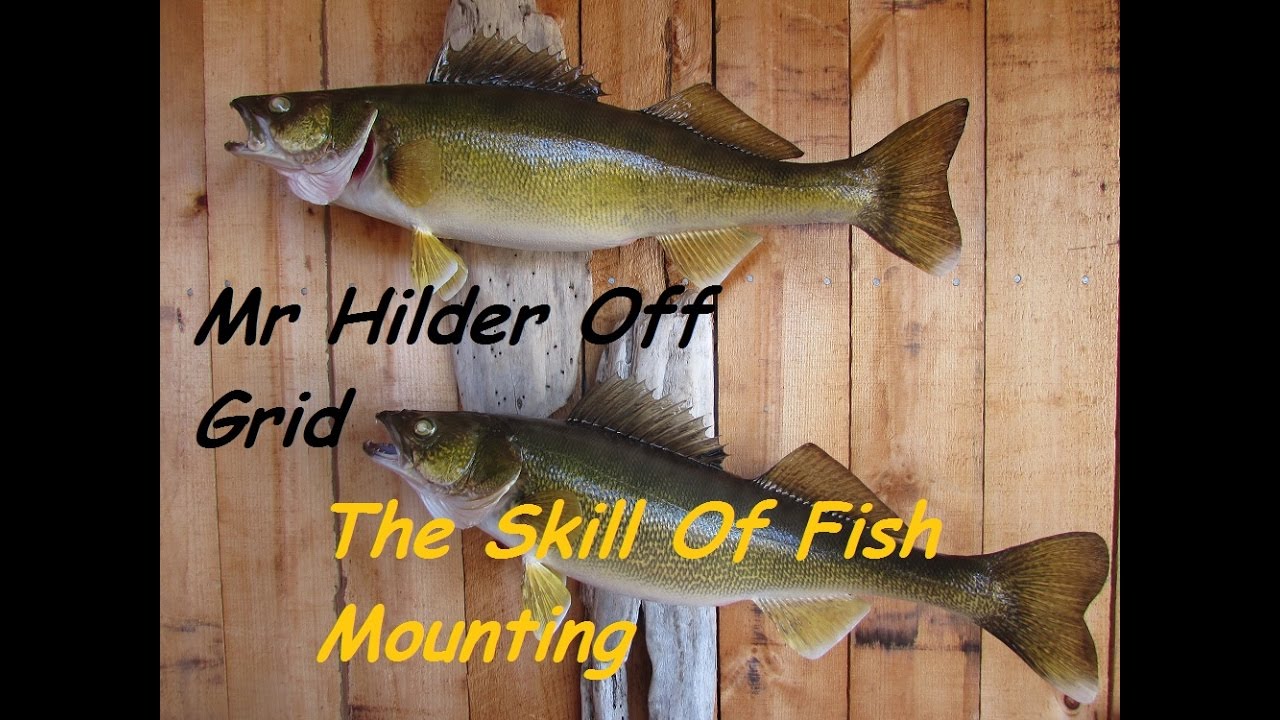 MAN CAVE OFF GRID~Fish Taxidermy With Mr Hilder