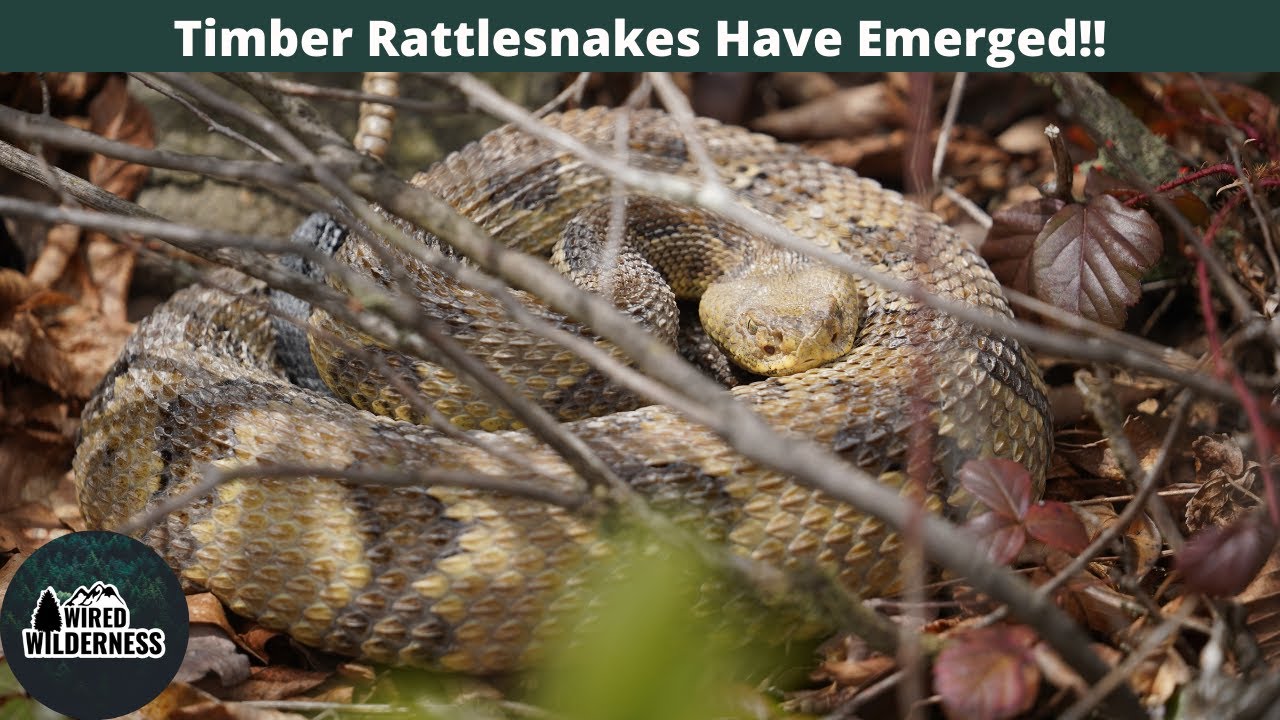 Timber Rattlesnakes Out Basking! Western Maryland Herping for Turtles, Snakes, and Lizards!