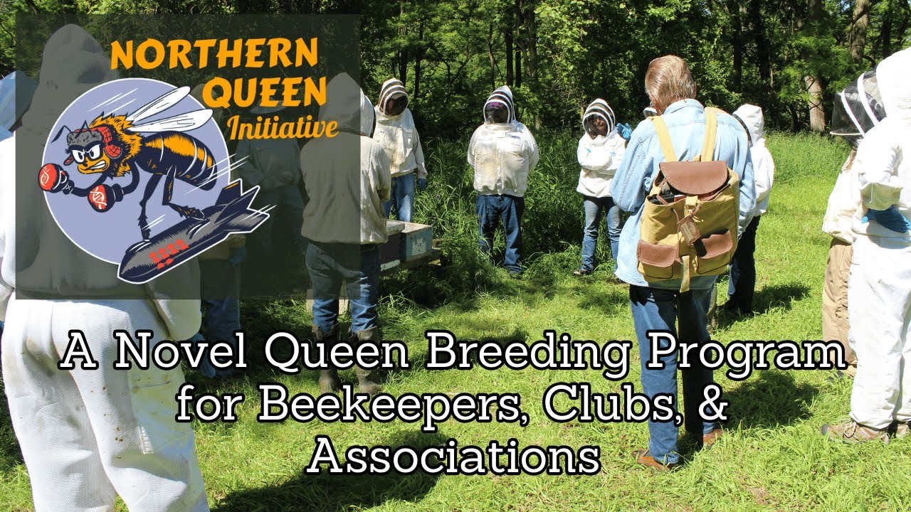 Mite resistant honey bee queens are in short supply, how is the Northern Queen Initiative helping?