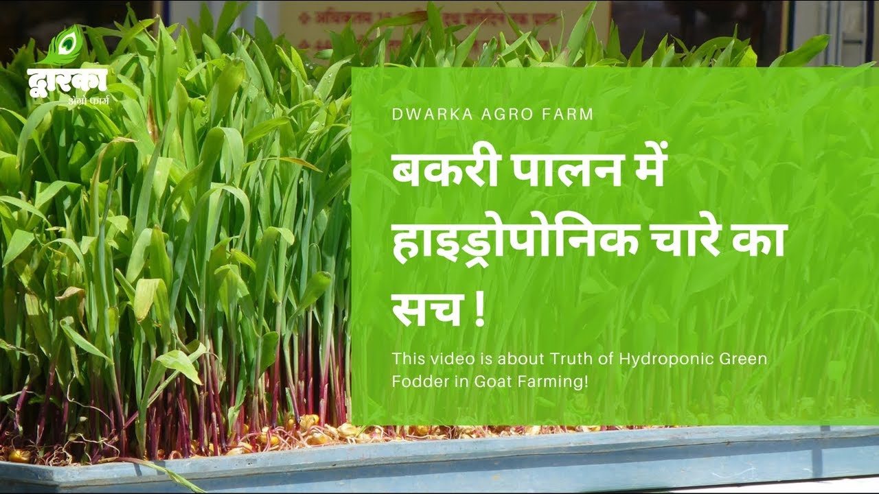 बकरी पालन में हाइड्रोपोनिक चारे का सच ! The truth of Hydroponic green fodder in goat farming!