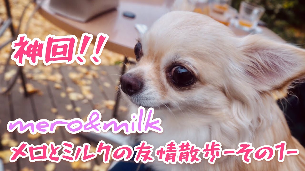 ①愛犬の散歩【癒し系ペット動画】ロングコートチワワの多頭飼い