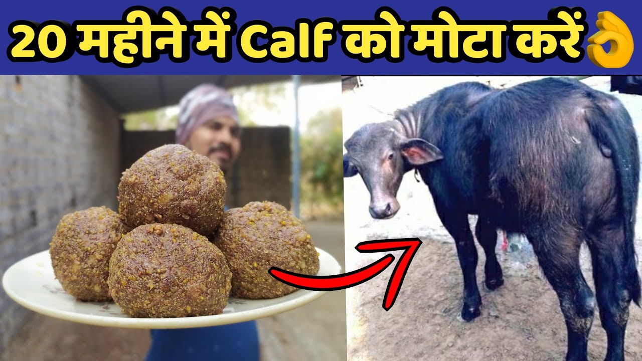20 महीनें में कटी,बछडी(Calf) को मोटा तगडा करे|Calf starter kaise bnaye|Calf ko mota|Calf diet plan.