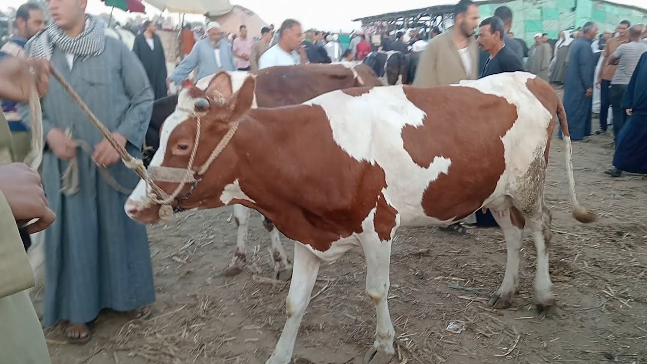 اسعار البقر الوالد والعشر واللبن في سوق ابو حمص بحيره يوم 9/9/2025