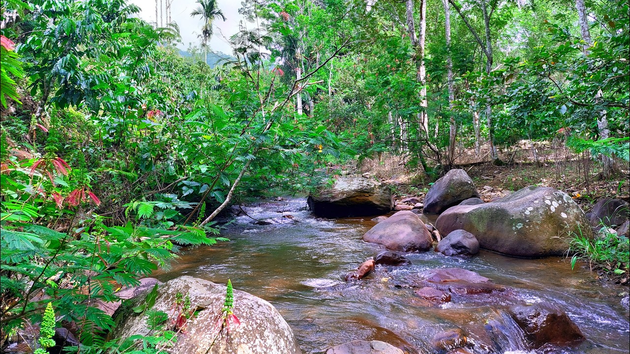 🌿 Escape Into Nature with the Soft Sound of Flowing Water in a a Hidden Forest Stream