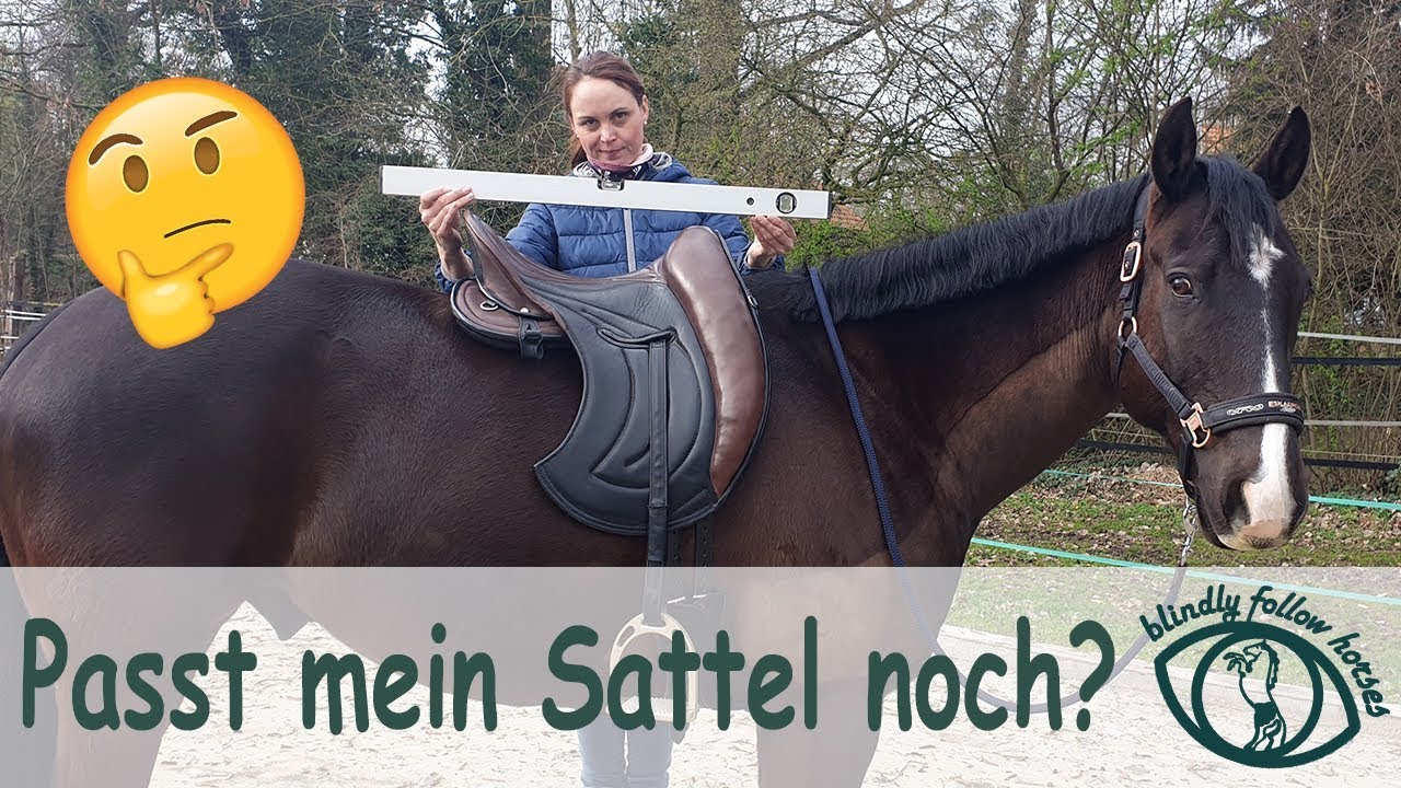 Sattelpassform und Kontrolle mit Gernot Weber vom Signum Sattelservice