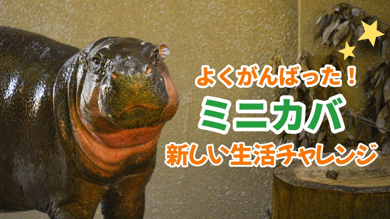 来園4か月　ミニカバの新生活チャレンジ♪