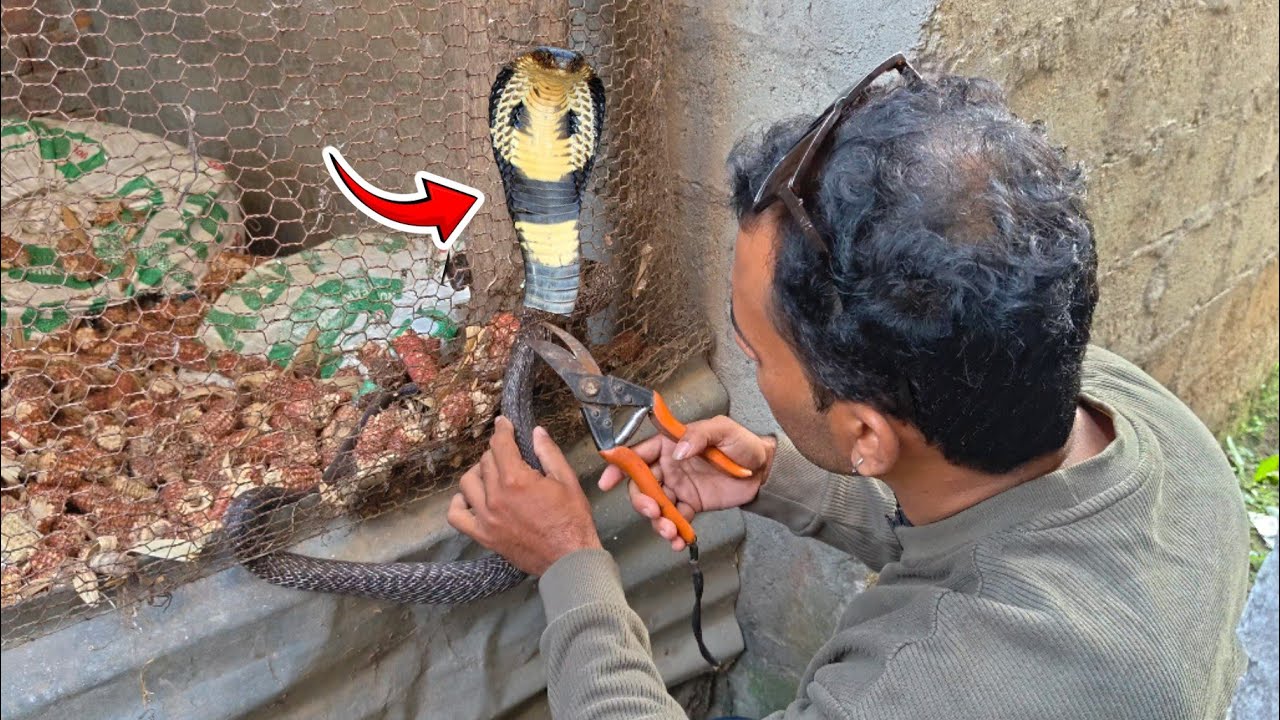 🐍 😭 Cobra snake rescue in Nepal ! जाली मा अड्किएको कोब्रा साँप लाई बचाउँदै।