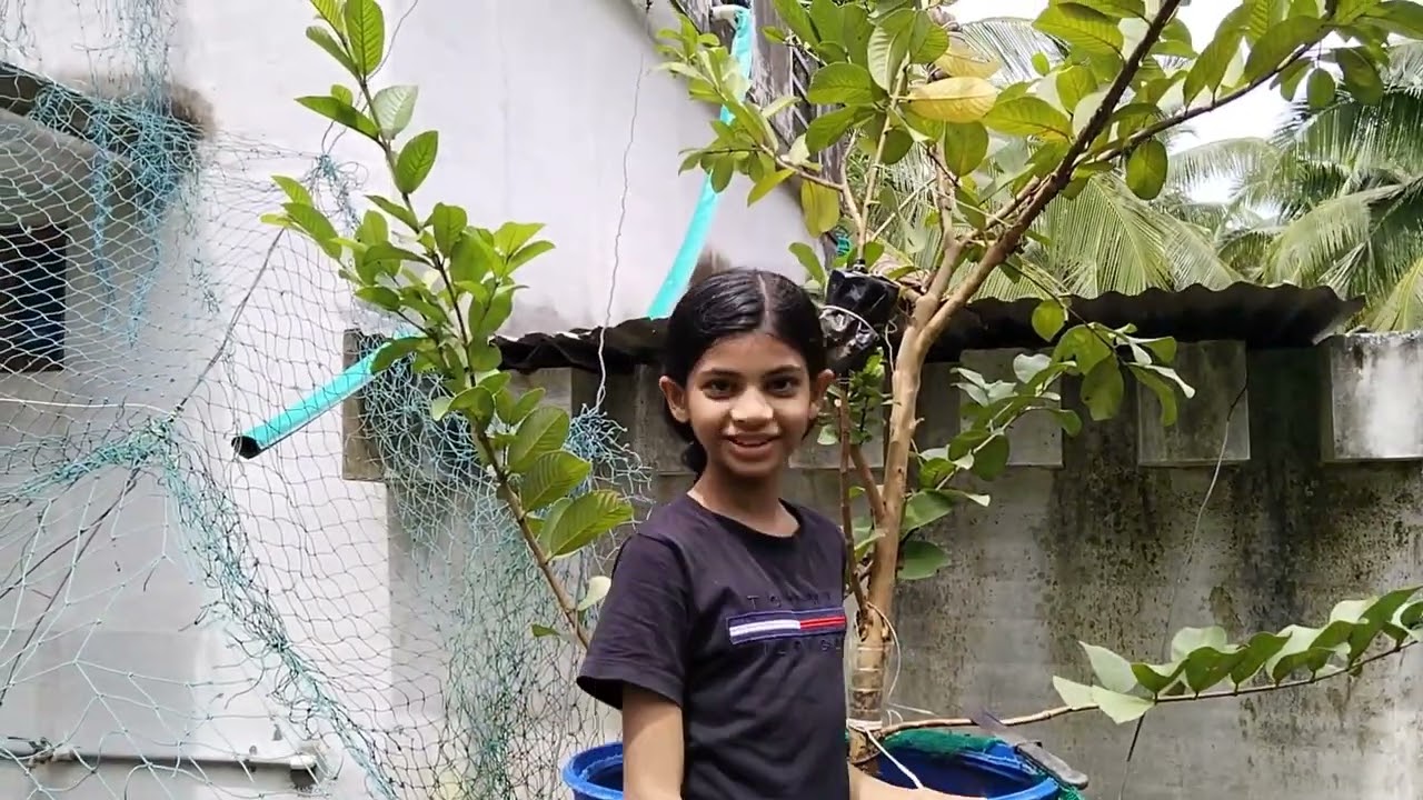 എന്റെ സ്വന്തം അമ്പഴങ്ങ(Hogplum)യും തായ്  പേരയും ...