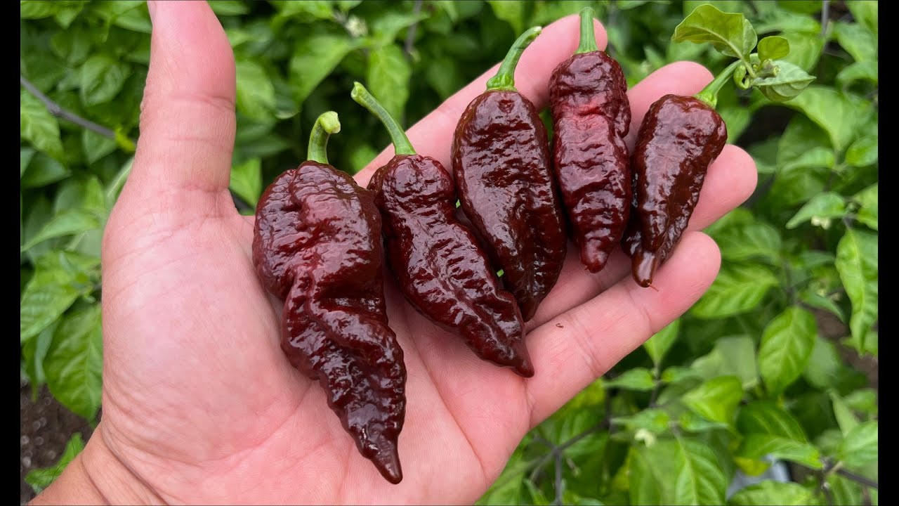 2025 Super Hot Grow Series Ep07 - We Have Ripe Pods!