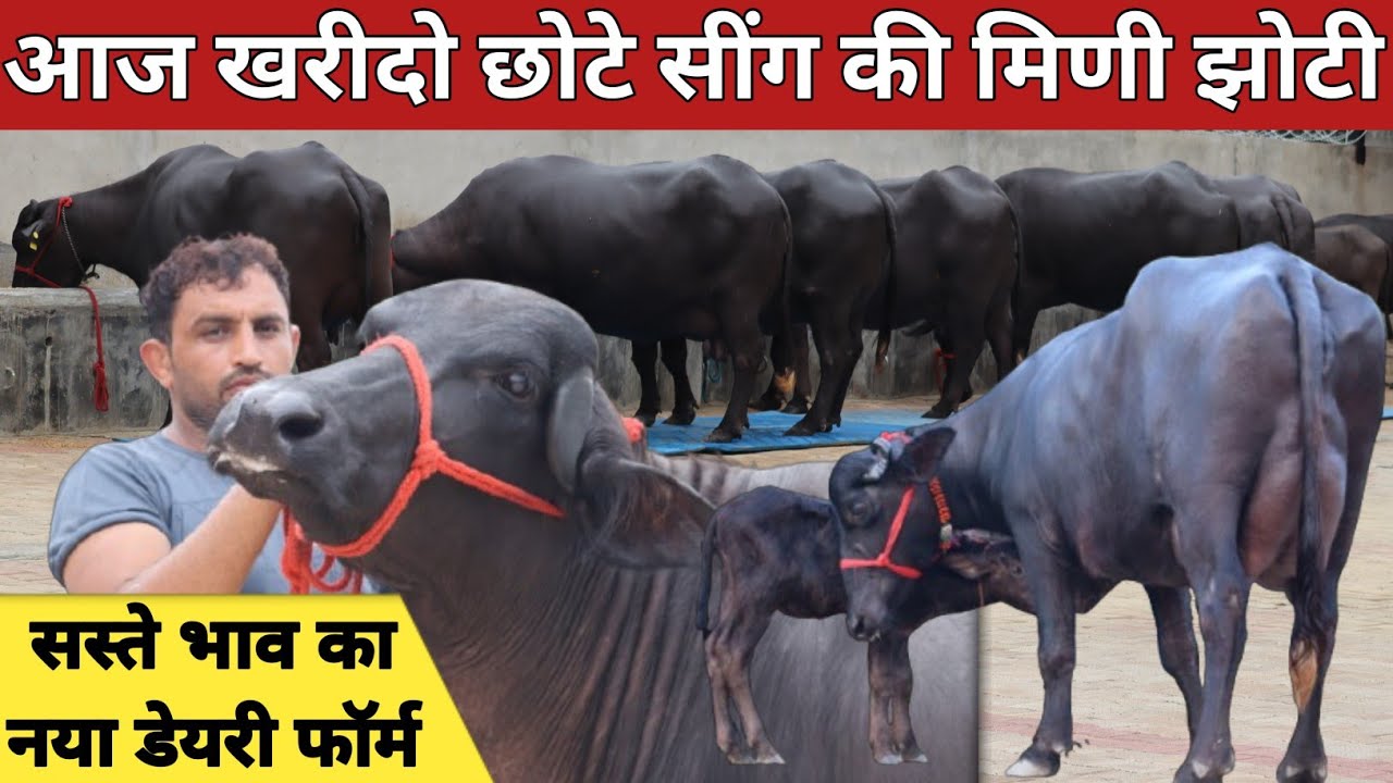 छोटे सींग की मिणी झोटी के साथ बिक्री वाले पांच पशु, सस्ते भाव का नया डेरी फार्म (9991341038)