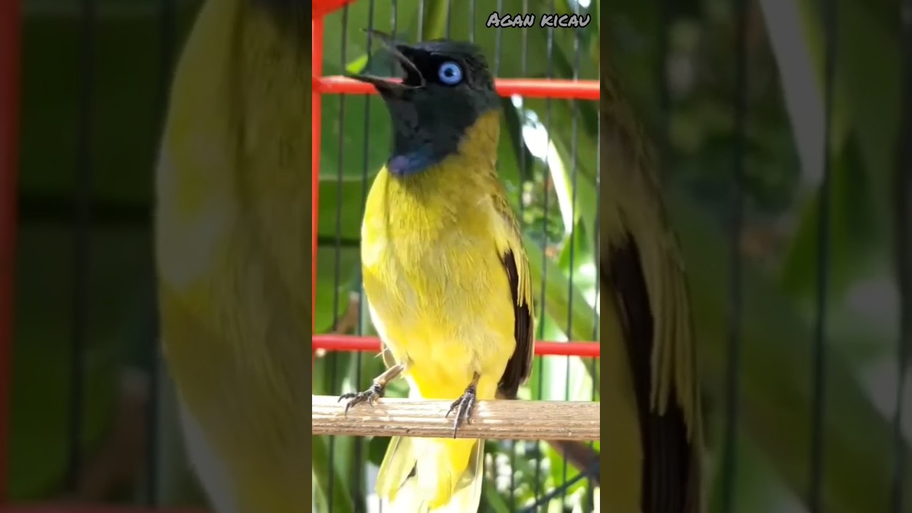 Kicau burung kutilang sutra #shorts
