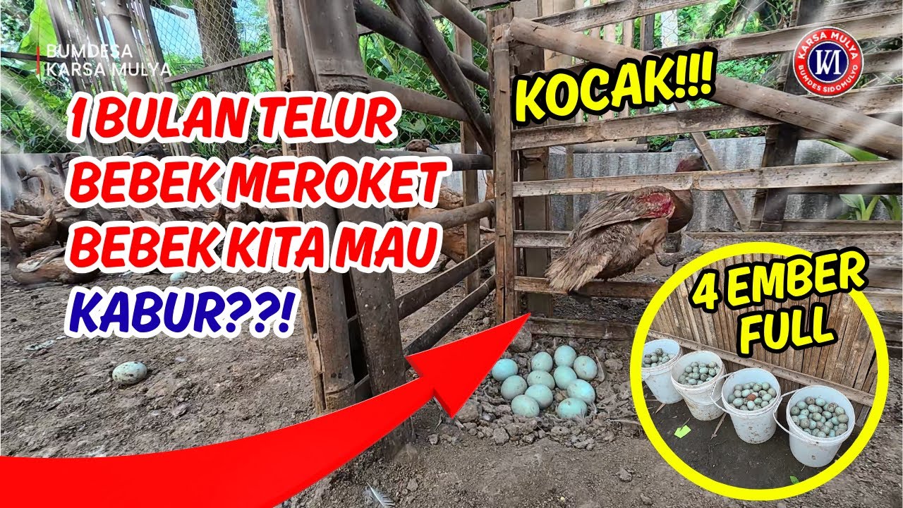 1 BULAN TELUR BEBEK MEROKET, BEBEK KITA MAU KABUR, ASTAGA HARI INI 4 EMBER FULL TELUR. MANTAP!!!
