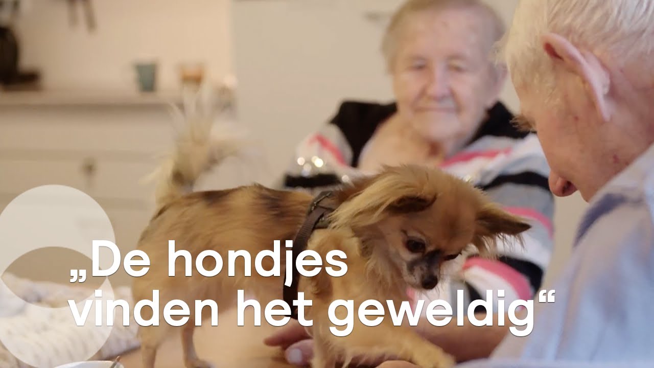 Labradoodles en chihuahua’s ontroeren ouderen in verpleeghuis | Kruispunt