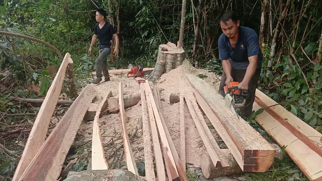 Husqvarna 570 VS stihl 250 orang sabah style