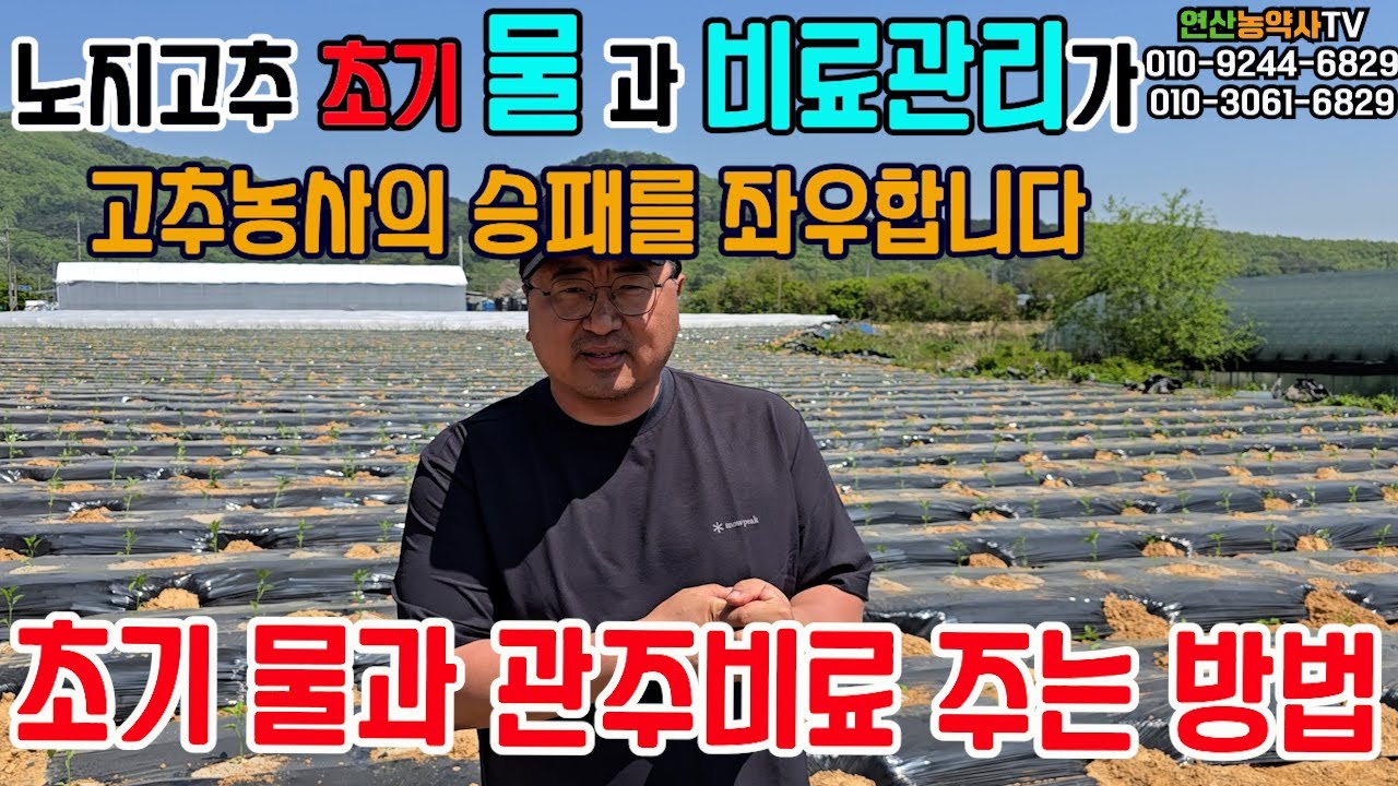 EP. 274 노지고추 초기 물 과 관주비료 주는 방법