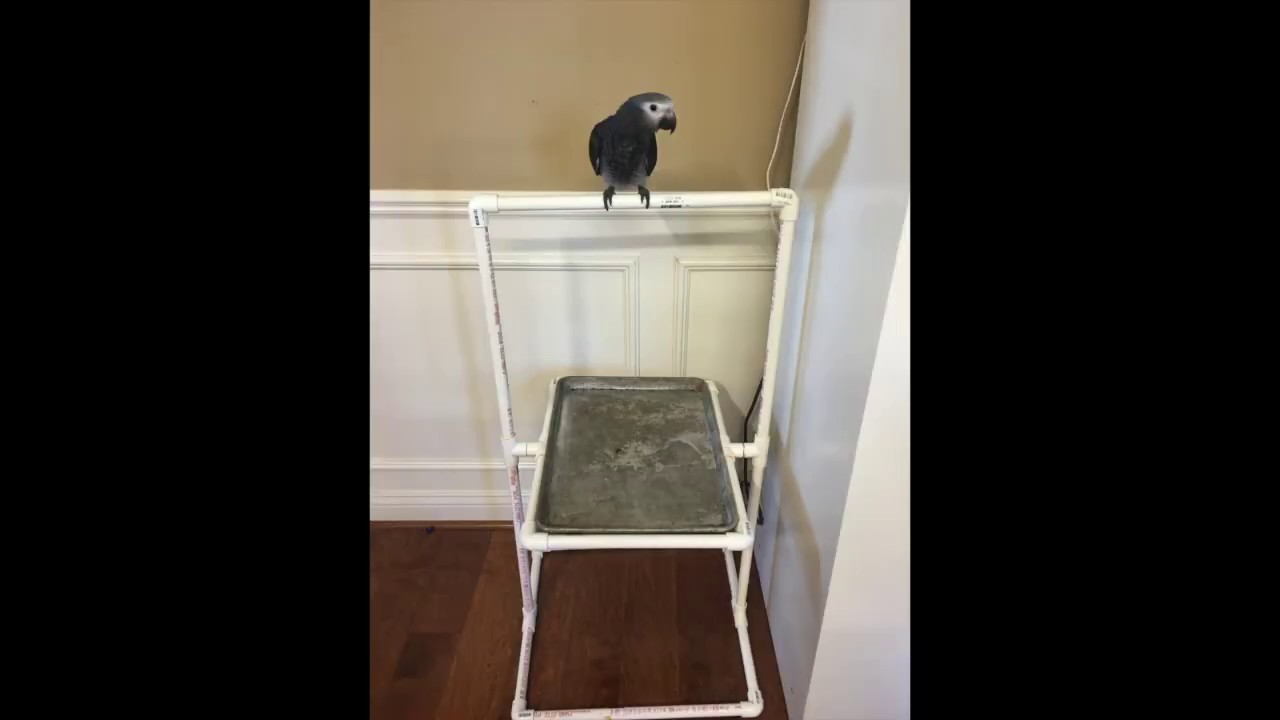 #14 HOW TO MAKE A BIRD STAND. DYI PROJECT MAKE EASY WITH PVC PIPE