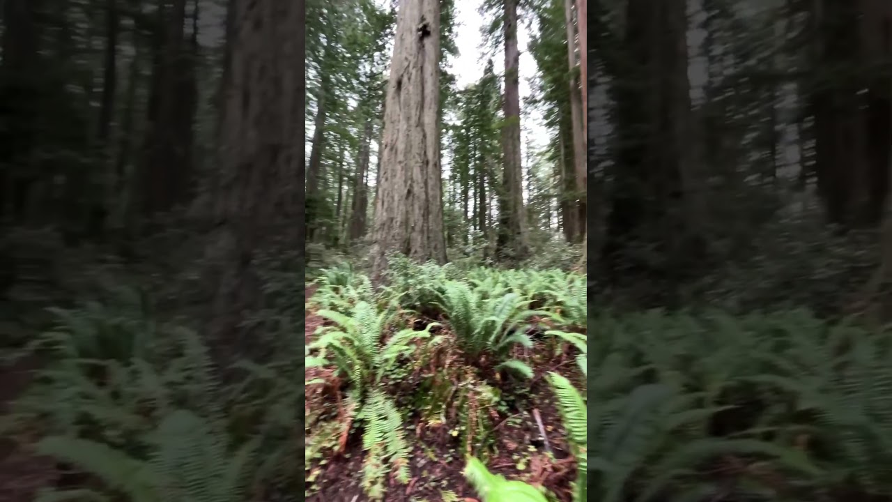Lady Bird Johnson Grove @ Redwoods National Park