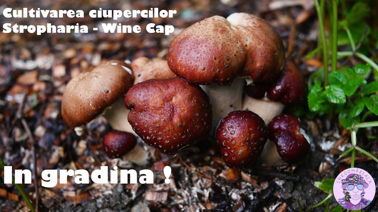 Cultivarea ciupercilor Stropharia rugosoannulata  Wine Cap  Shroomareala ep 27