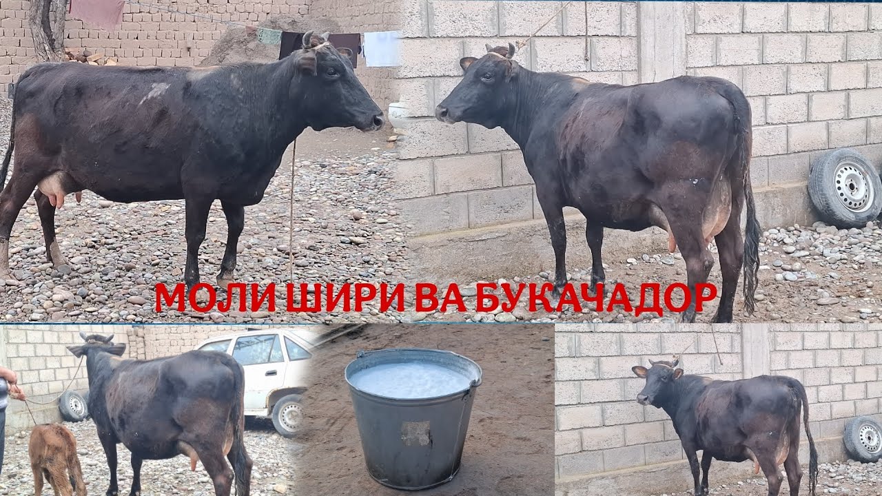 😱МОЛИ ШИРДОР ВА БУКАЧАДОР😱. ТЕЛ:+992 008 08 88 47🫵🤙🤙.  5 марта 2026 г
