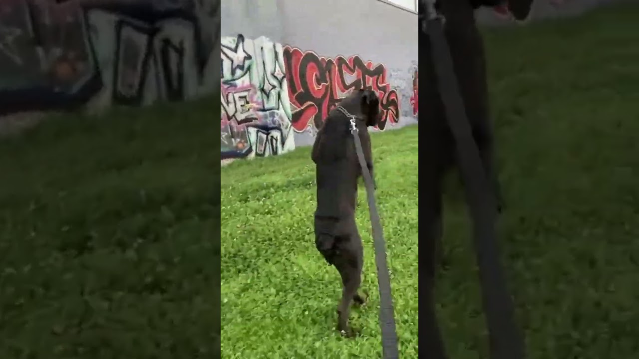 Trained Cane Corso can walk