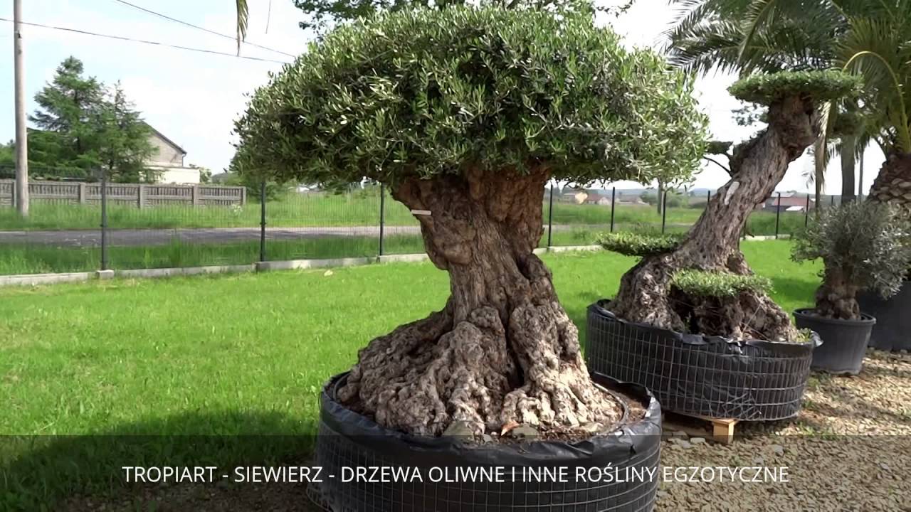 TROPIART - SIEWIERZ - DRZEWO OLIWNE BONSAI OLEA EUROPEA FORMOWANE - KILKUSETLETNIA OLIWKA EUROPEJSKA