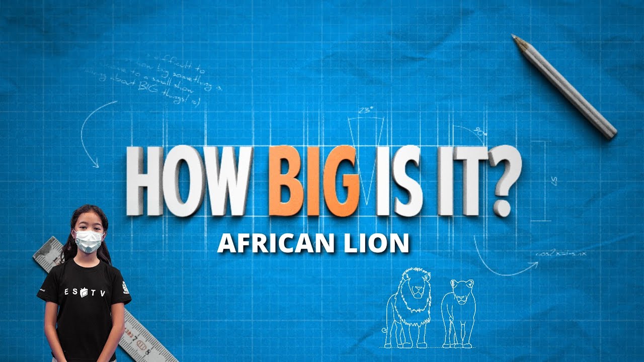 ESTV | How Big Is An African Lion?
