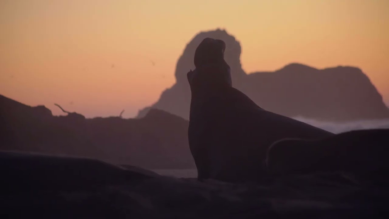 Narration End Scene of Island of Lost Girls
