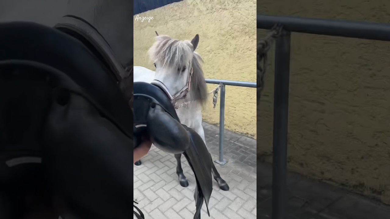 Erster eigener Sattel f&uuml;r Mygla 😍🐴