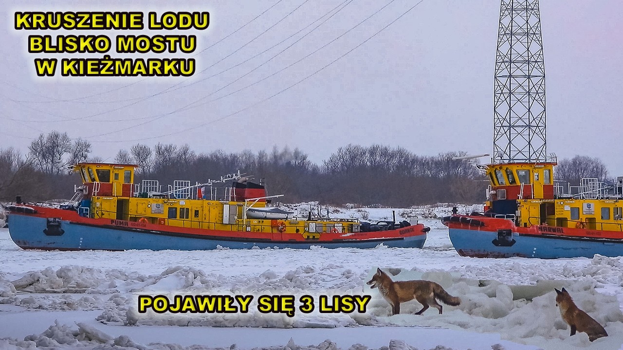 7.2.2026.Kruszenie lodu na Wiśle blisko mostu w Kieżmarku.Pojawiły się aż 3 lisy.