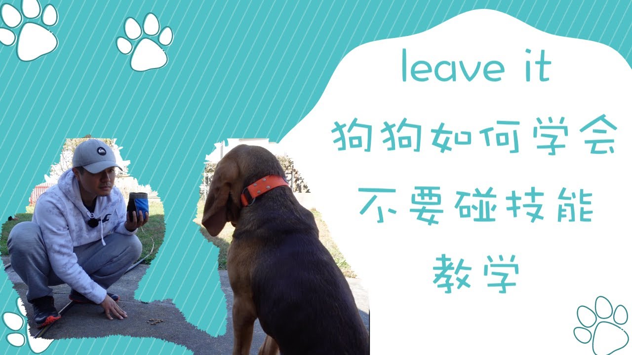 leave it，如何让狗狗学会不要碰技能教学示范，幼犬寄养第11天，leave it