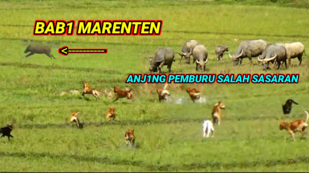 RAJA BAB1 HUTAN MELINTASI SAWAH ARENA MARENTEN