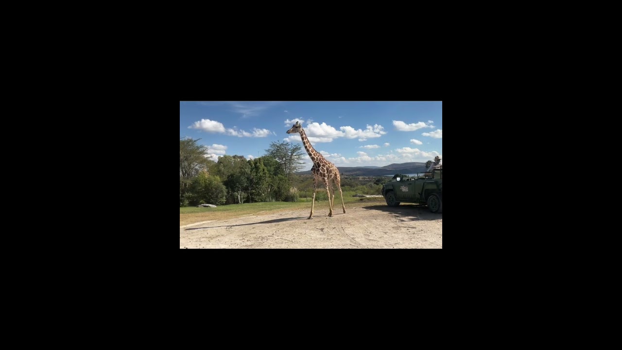 Yendo al Áfricam safari 🐻🐼🐯🦁🪿🦆🦅🫎🐴🐍 