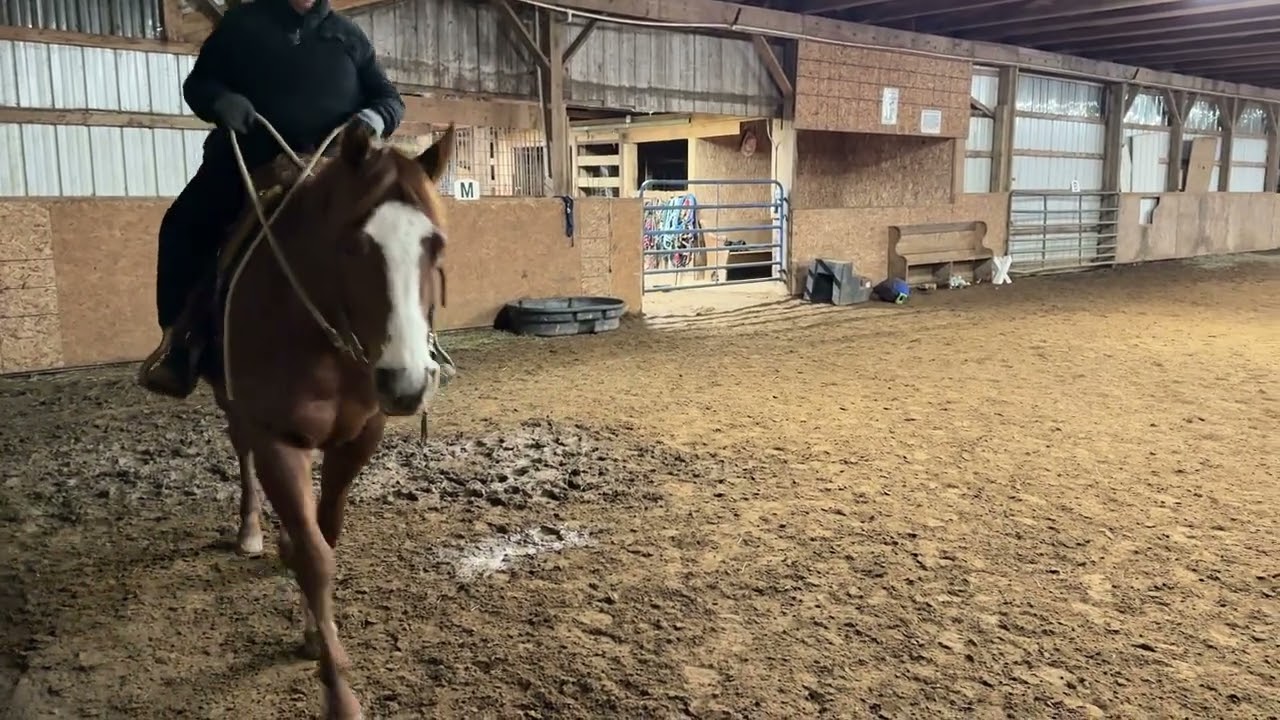 March 13, 2026 Western Dressage Intro Test 3 - Brook Atkinson on Miz Goodie Two Shoes “Mizzie”